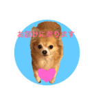 Chihuahua na Ramune（個別スタンプ：4）