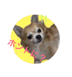 Chihuahua na Ramune（個別スタンプ：5）