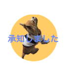 Chihuahua na Ramune（個別スタンプ：6）