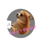 Chihuahua na Ramune（個別スタンプ：7）