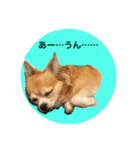 Chihuahua na Ramune（個別スタンプ：8）