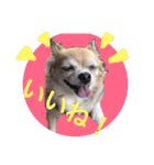 Chihuahua na Ramune（個別スタンプ：9）