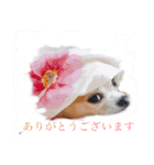 Chihuahua na Ramune（個別スタンプ：10）