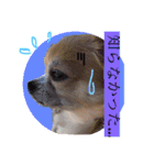 Chihuahua na Ramune（個別スタンプ：11）