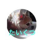 Chihuahua na Ramune（個別スタンプ：12）