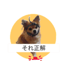 Chihuahua na Ramune（個別スタンプ：13）