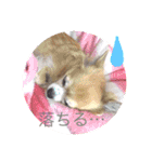 Chihuahua na Ramune（個別スタンプ：14）