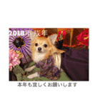 Chihuahua na Ramune（個別スタンプ：15）
