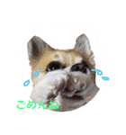 Chihuahua na Ramune（個別スタンプ：17）