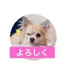 Chihuahua na Ramune（個別スタンプ：18）