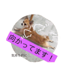 Chihuahua na Ramune（個別スタンプ：19）