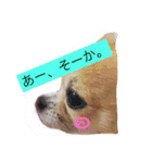 Chihuahua na Ramune（個別スタンプ：20）