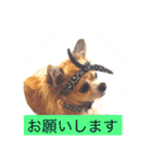 Chihuahua na Ramune（個別スタンプ：21）