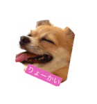 Chihuahua na Ramune（個別スタンプ：22）