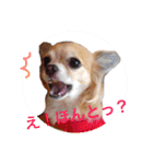 Chihuahua na Ramune（個別スタンプ：23）