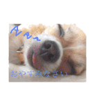 Chihuahua na Ramune（個別スタンプ：24）