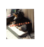 れおたんの日常（個別スタンプ：3）