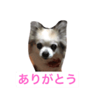 ハッピーの日常（個別スタンプ：1）