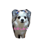 ハッピーの日常（個別スタンプ：3）