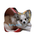 ハッピーの日常（個別スタンプ：5）