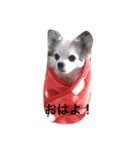 ハッピーの日常（個別スタンプ：6）