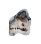 ハッピーの日常（個別スタンプ：8）