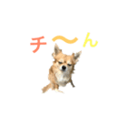 パトラ＆レオン2（個別スタンプ：3）