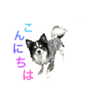 パトラ＆レオン2（個別スタンプ：7）