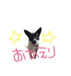 かわいいお犬様スタンプ（個別スタンプ：2）