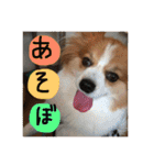 りんりんレオンチョコ♡（個別スタンプ：4）