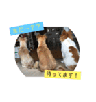 りんりんレオンチョコ♡（個別スタンプ：9）