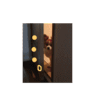 りんりんレオンチョコ♡（個別スタンプ：11）