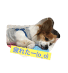 りんりんレオンチョコ♡（個別スタンプ：13）