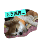 りんりんレオンチョコ♡（個別スタンプ：16）