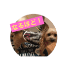 りんりんレオンチョコ♡（個別スタンプ：20）