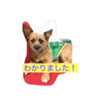 りんりんレオンチョコ♡（個別スタンプ：22）
