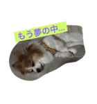 りんりんレオンチョコ♡（個別スタンプ：23）