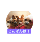 りんりんレオンチョコ♡（個別スタンプ：24）