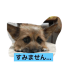 りんりんレオンチョコ♡（個別スタンプ：27）