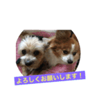 りんりんレオンチョコ♡（個別スタンプ：29）