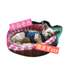 りんりんレオンチョコ♡（個別スタンプ：30）