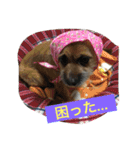 りんりんレオンチョコ♡（個別スタンプ：33）