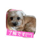 りんりんレオンチョコ♡（個別スタンプ：35）