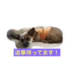 りんりんレオンチョコ♡（個別スタンプ：39）
