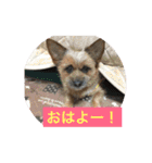 りんりんレオンチョコ♡（個別スタンプ：40）