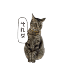 Daily life's greeting stamp of a cat（個別スタンプ：1）