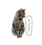 Daily life's greeting stamp of a cat（個別スタンプ：2）