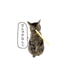 Daily life's greeting stamp of a cat（個別スタンプ：4）