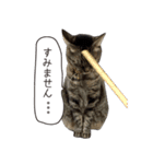 Daily life's greeting stamp of a cat（個別スタンプ：5）