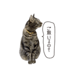 Daily life's greeting stamp of a cat（個別スタンプ：6）